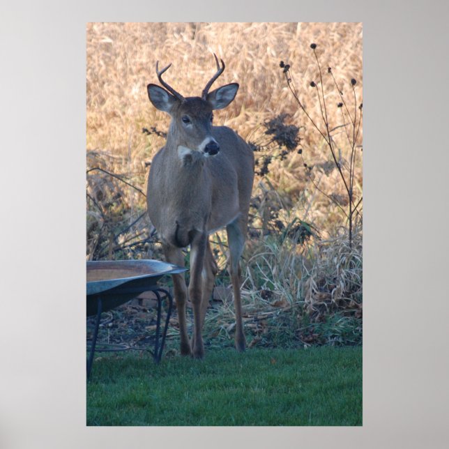 Wild Deer Poster (Vorne)