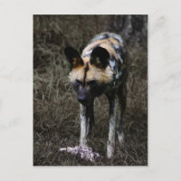 Wild Dog