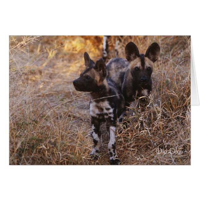 Wild Dogs Note Cards (Vorderseite (Horizontal))