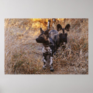 Wild Dogs Poster and Print