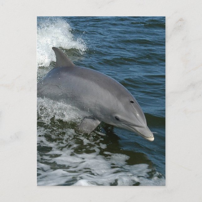Wild Dolphin Postcard Postkarte (Vorderseite)