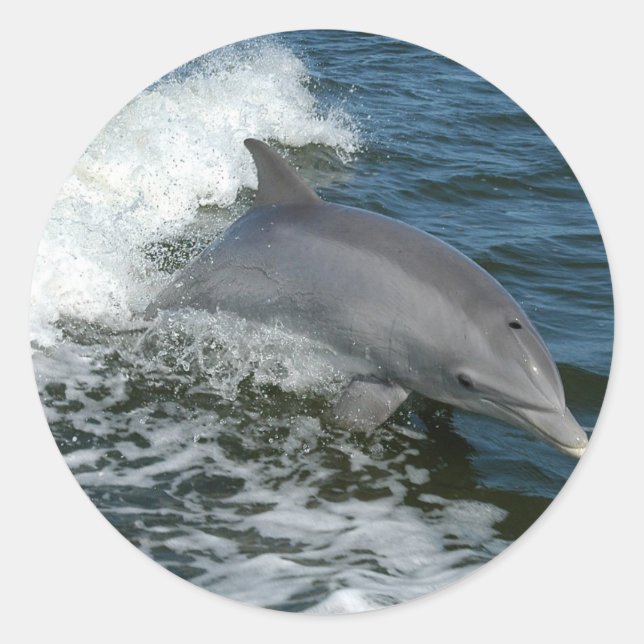 Wild Dolphin Stickers (Vorderseite)