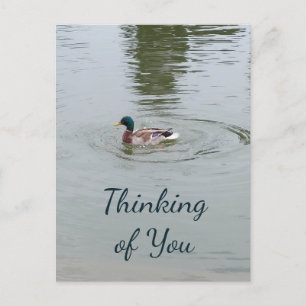 Wild Duck Postcard Postkarte