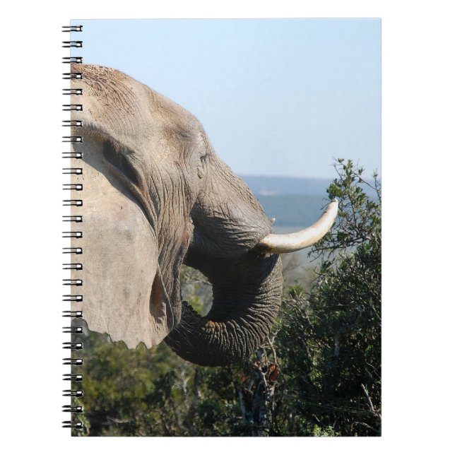 Wild Elephant Eating, Südafrika Notizblock (Vorderseite)