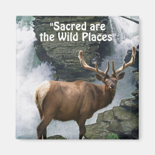 Wild Elk & Cascade Wilderness Magnets cadeaux