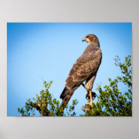 Wild Falcon Bird