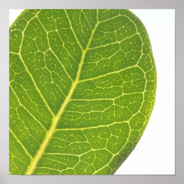 Wild Fig Green Leaf Texture Nature Poster (Vorne)