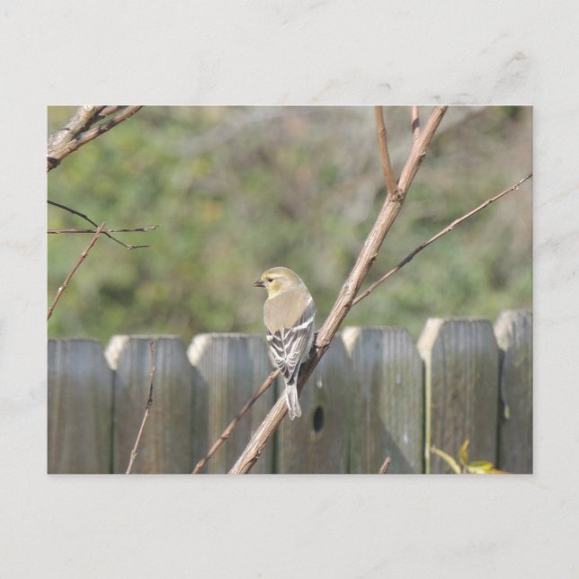 Wild Finch Post Card Postkarte (Vorderseite)