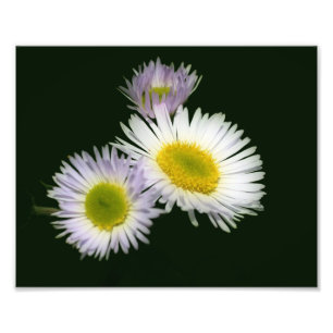 Wild Fleabane Daisy Blume 8x10 Fotodruck