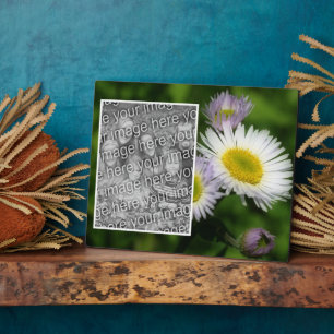 Wild Fleabane Daisy Blume Erstellen Sie Ihr eigene Fotoplatte