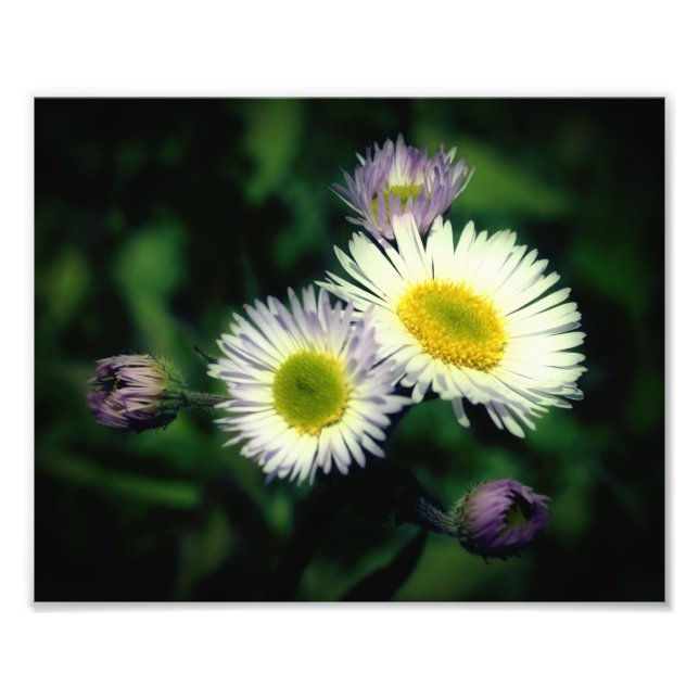 Wild Fleabane Daisy Blume Nah bis 8x10 Fotodruck (Vorne)