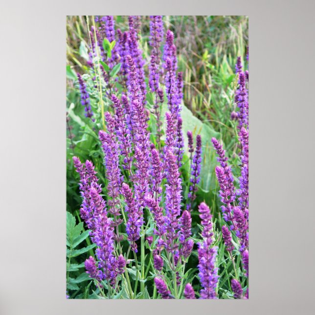 Wild flower fields purple salvia Romania Poster (Vorne)