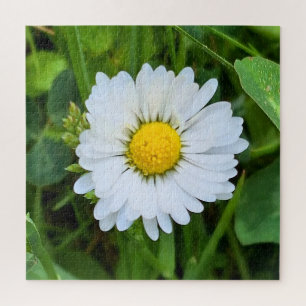 Wild Flower Rumänien – Botanische Makrofotografie