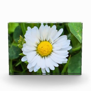Wild Flower Rumänien – Botanische Makrofotografie Fotoblock