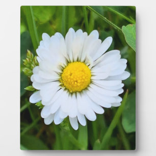 Wild Flower Rumänien – Botanische Makrofotografie Fotoplatte