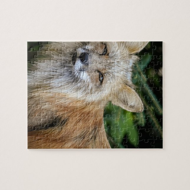 Wild Fox (Horizontal)