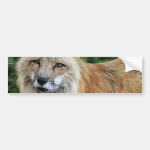 Wild Fox Autoaufkleber