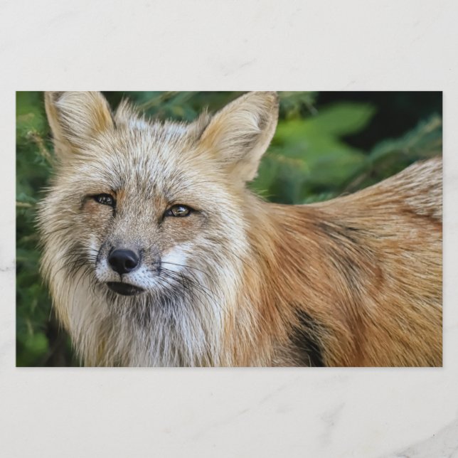 Wild Fox Briefpapier (Vorderseite)