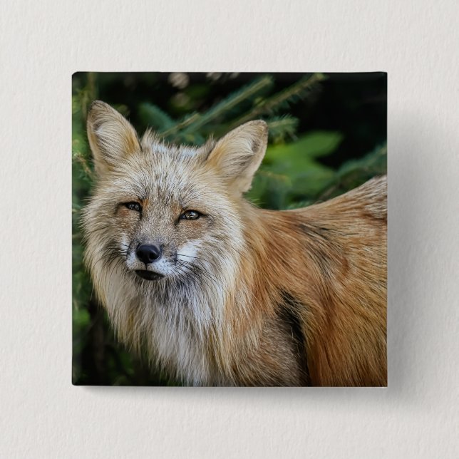 Wild Fox Button (Vorderseite)