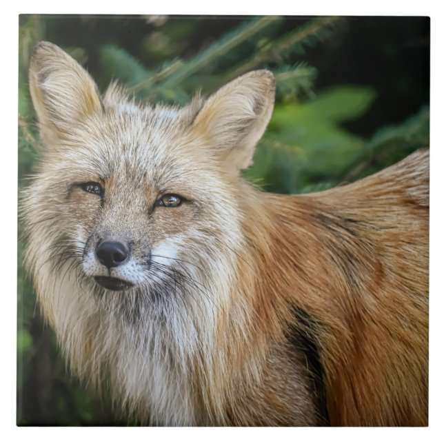 Wild Fox Fliese (Vorderseite)