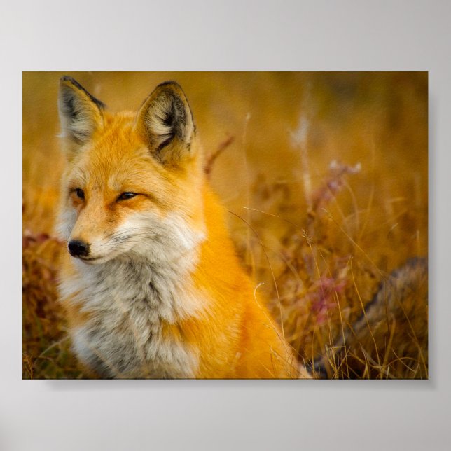 Wild Fox in the Forrest Poster (Vorne)
