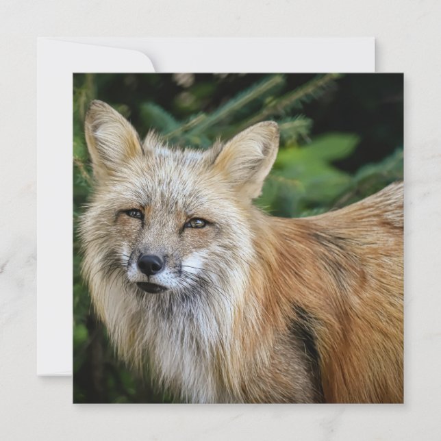 Wild Fox Karte (Vorderseite)