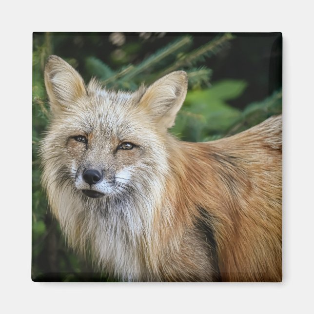 Wild Fox Magnet (Vorne)