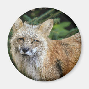 Wild Fox Magnet