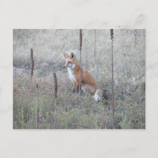 Wild Fox Postkarte