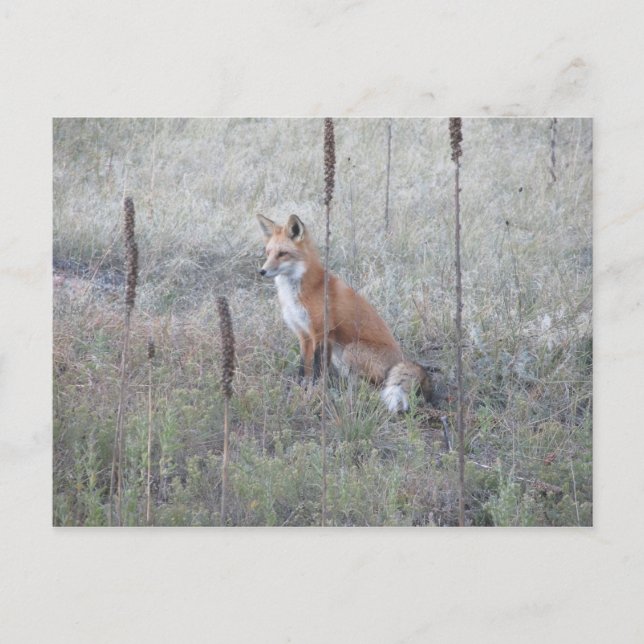 Wild Fox Postkarte (Vorderseite)