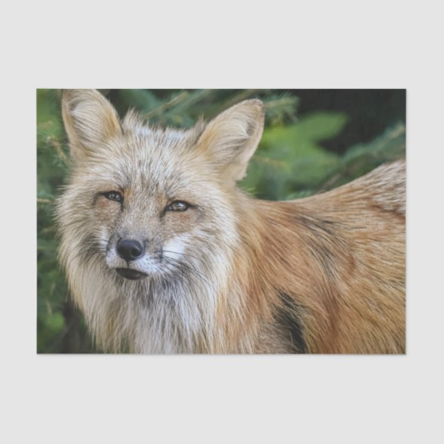 Wild Fox Seidenpapier (Vorderseite)