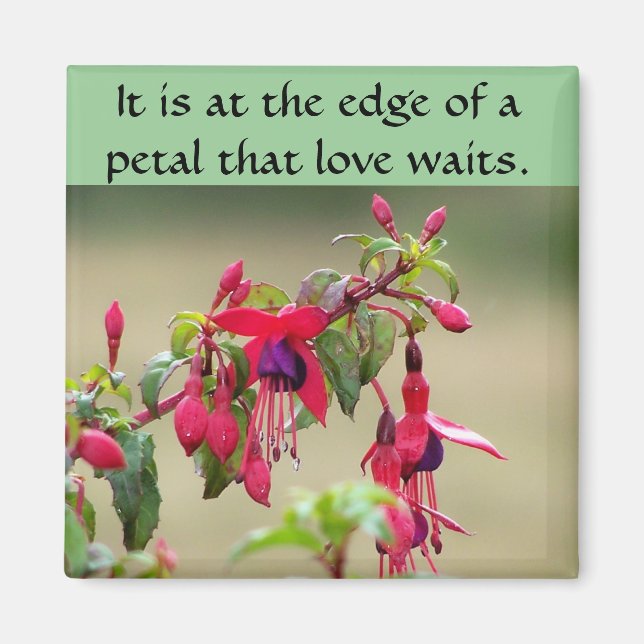 Wild Fuchsias Magnet (Vorne)