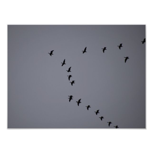 Wild Gänse Fotodruck (Vorne)