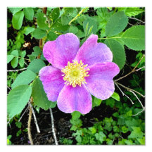 Wild gedruckte Rose