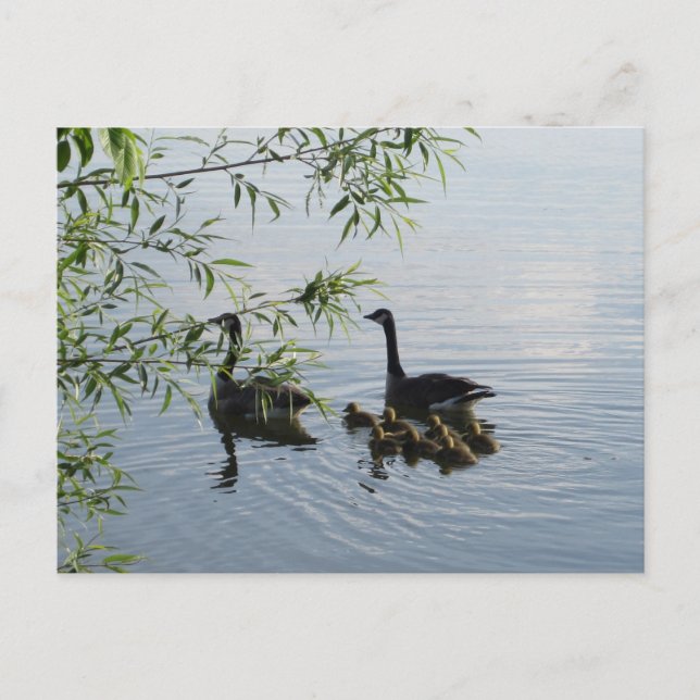 Wild Geese Postcard Postkarte (Vorderseite)
