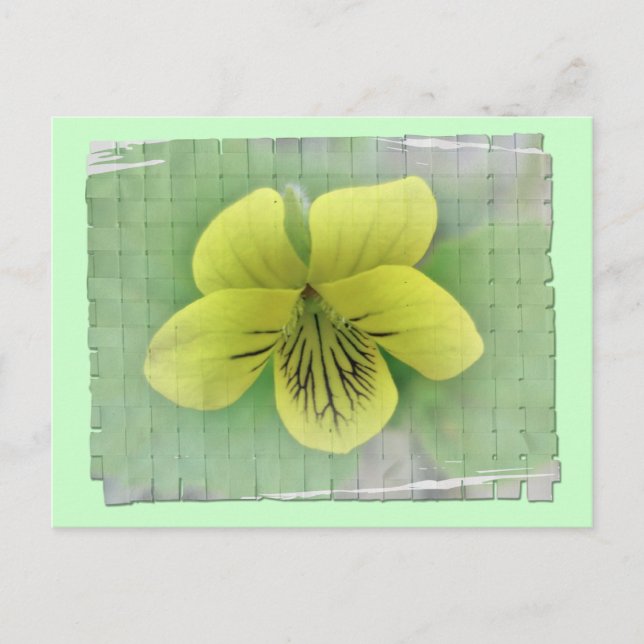 Wild gelbe violette Koordinaten Postkarte (Vorderseite)