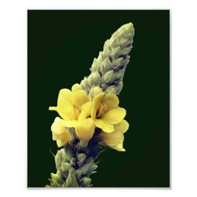 Wild-Gelber Mullein-Blume 8x10 Fotodruck (Vorne)