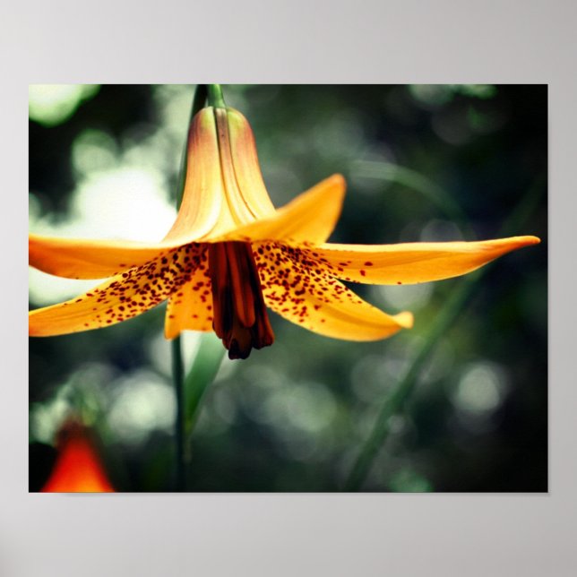 Wild Gepunktete kanadische Lily-Blume Poster (Vorne)
