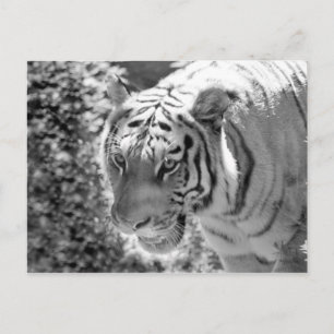 Wild gestreiftes Tiger Schwarz und Weiß Postkarte