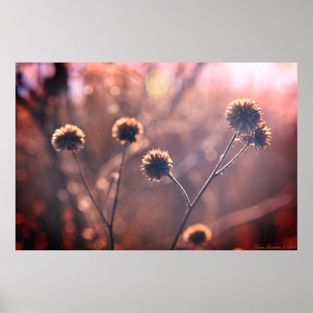 Wild getrocknete Wintermarschen Blume Poster (Vorne)