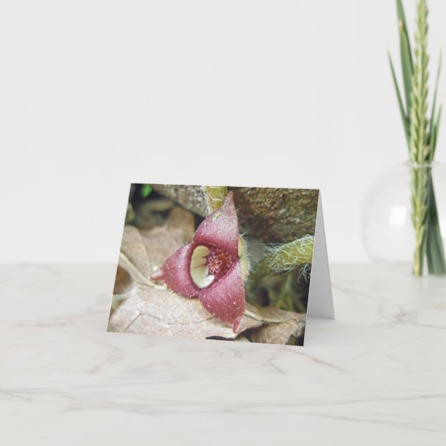 Wild Ginger Blume Note Card Karte (Vorderseite)