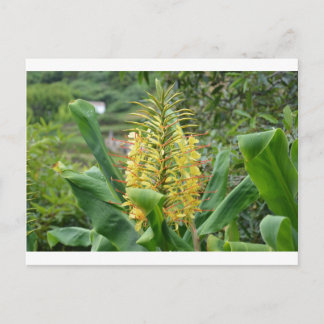 Wild Ginger. Postkarte