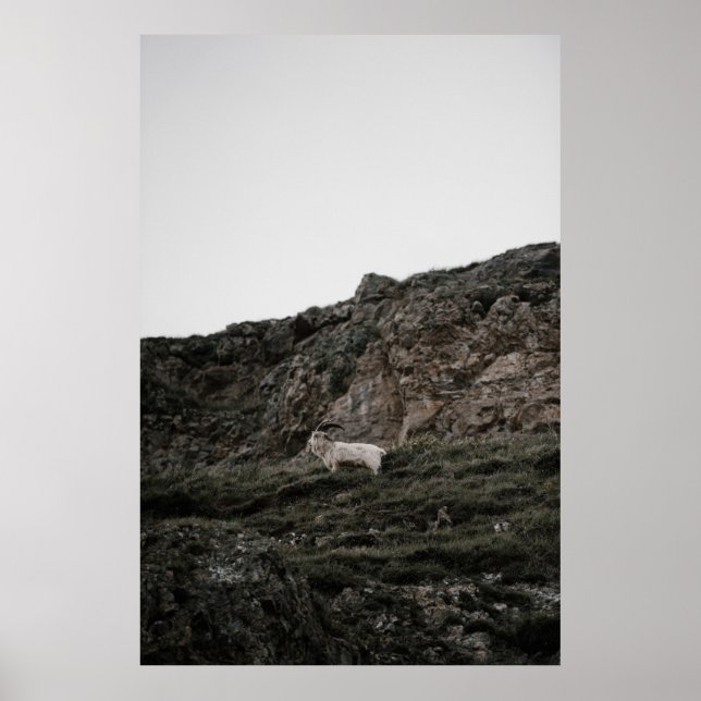 WILD GOAT POSTER (Vorne)