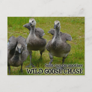 Wild Goose Chase Postkarte