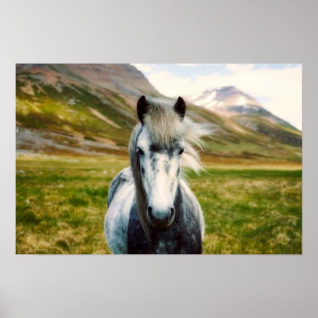 Wild Gray Horse Poster (Vorne)