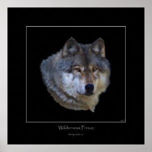 Wild Gray Wolf Art Poster