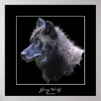 Wild Gray Wolf Wildlife Art Poster