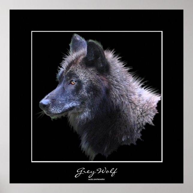 Wild Gray Wolf Wildlife Art Poster (Vorne)