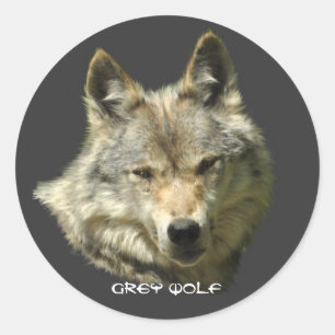 WILD GRAY WOLF Wildlife Stickers