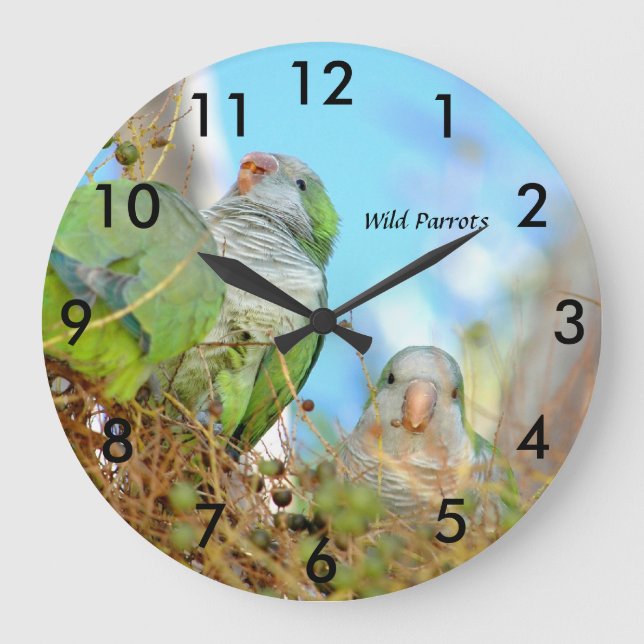 Wild green Quaker Parrots Wall Clock Große Wanduhr (Vorderseite)